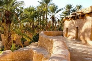 Dattes, fruits et légumes du Sahara algérien s'exportent dans le monde 2 Dattes