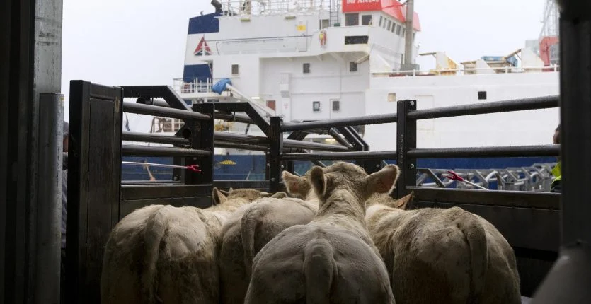 Alger soupçonnait les taurillons d'être porteurs de virus.