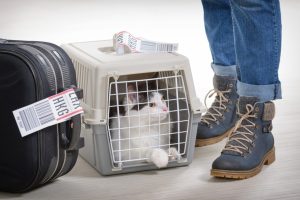 Quelle cage de transport utilisé pour assurer le confort de votre animal?