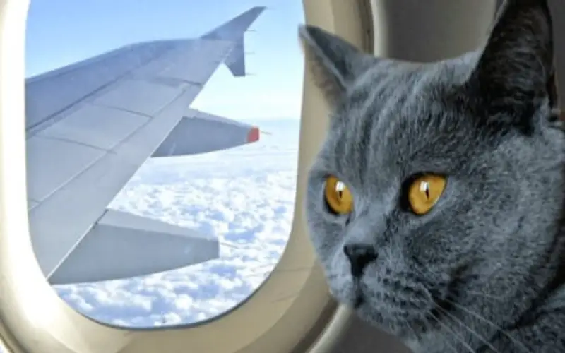 Avion : comment voyager avec votre animal de compagnie?