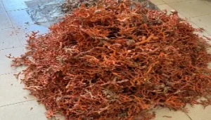 saisie de 7.5 kg de coraux polynésiens