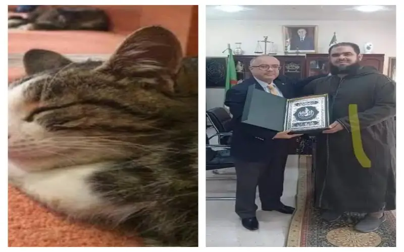 Vidéo d'un chat dans une mosquée