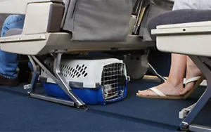 Air France a augmenté les coûts de transport des animaux à bord de ses avions