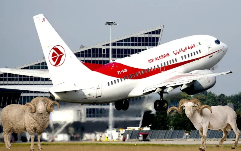 Aïd El adha 2023: Air Algérie propose des billets à des prix brûlants
