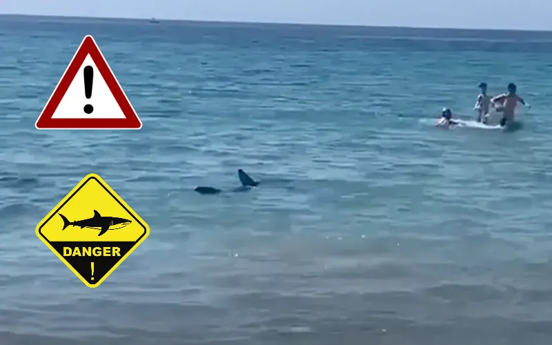Un requin à quelques mètres des baigneurs, panique sur la plage ( vidéo)