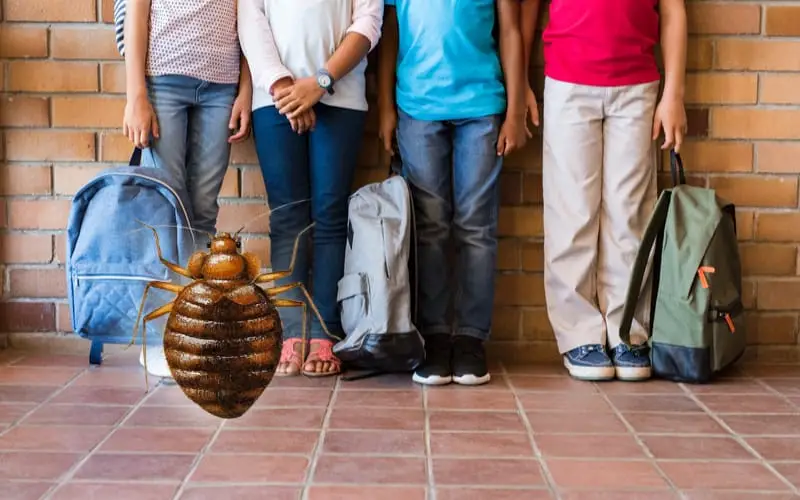 Punaises de lit à l'école : 3 classes infestées !