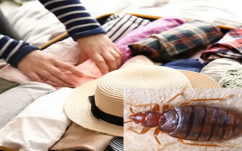 Punaises de lit dans vos bagages